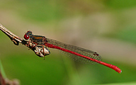 Small Red Damsel (Male, Ceriagrion Tenellum)